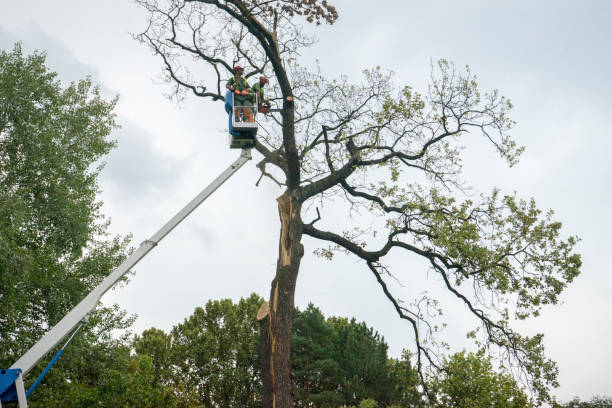 Best Tree Risk Assessment  in Amboy, IL